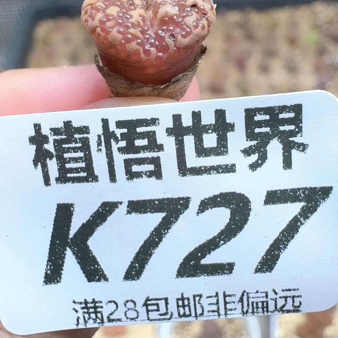 多肉植物的人生的
