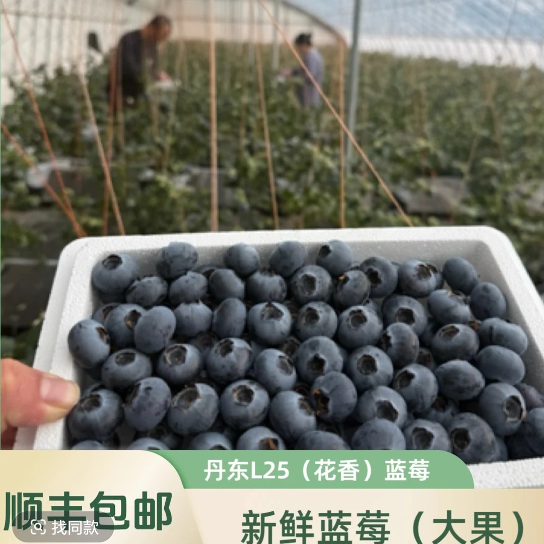 丹东L25蓝莓18mm左右（一盒毛重450g左右）