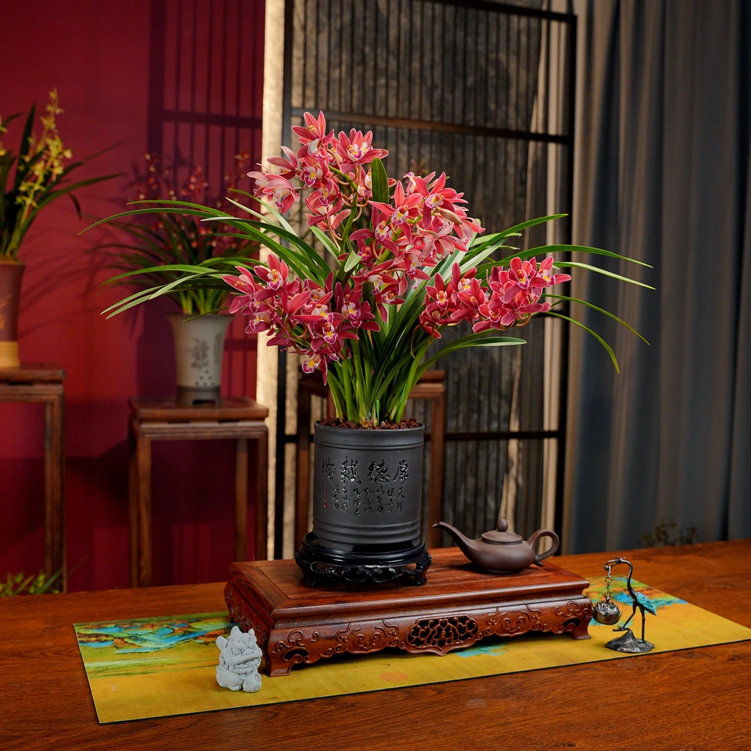 蕙兰铭品 金榜题名【状元红】带花苞 浓香型兰花 紫砂盆 室内好养