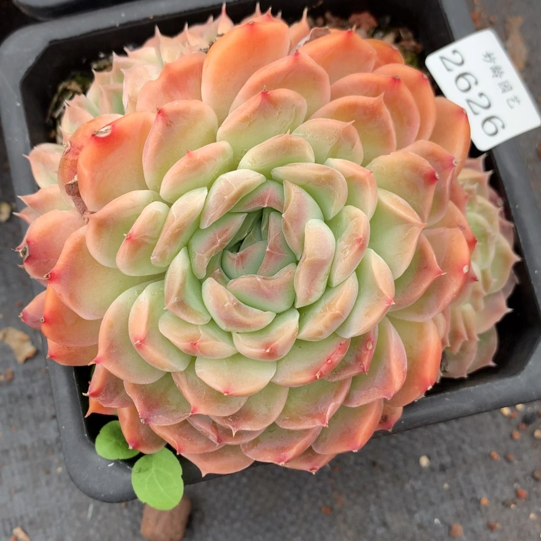 2626新年快乐发发发