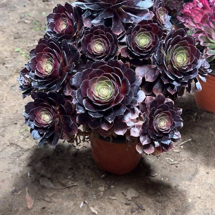 多肉植物赤焰莲72