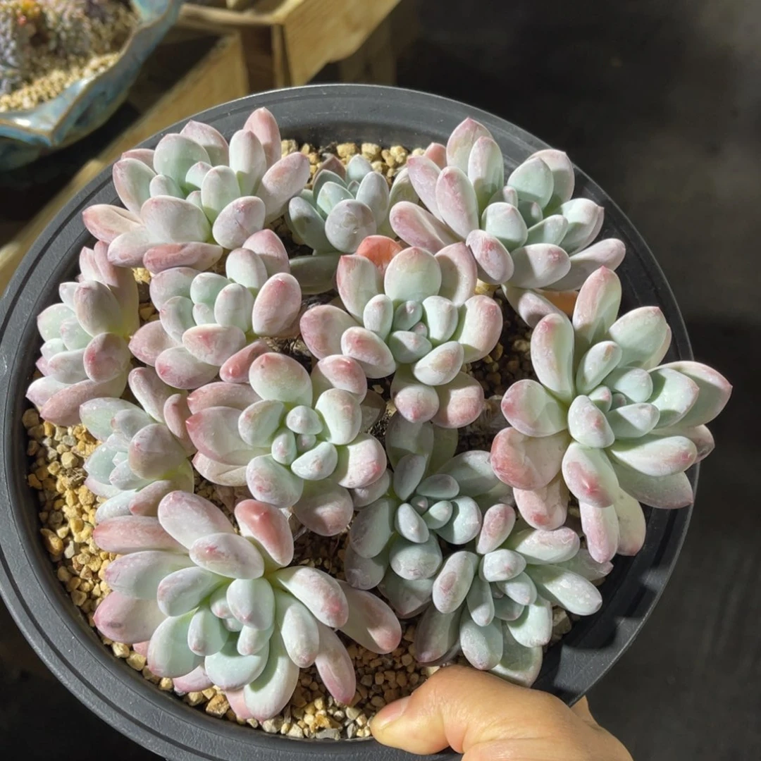 香水大群 一物一拍不支持退换