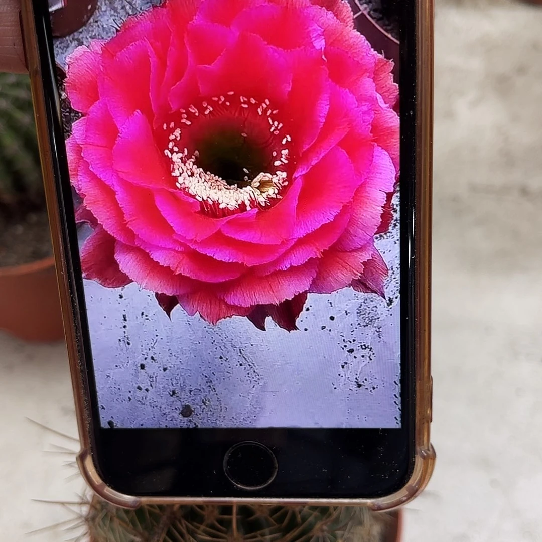 彩草81号6公分左右