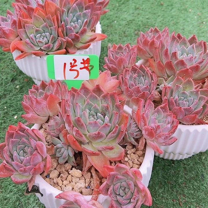 1佳人带盆一个多肉植物