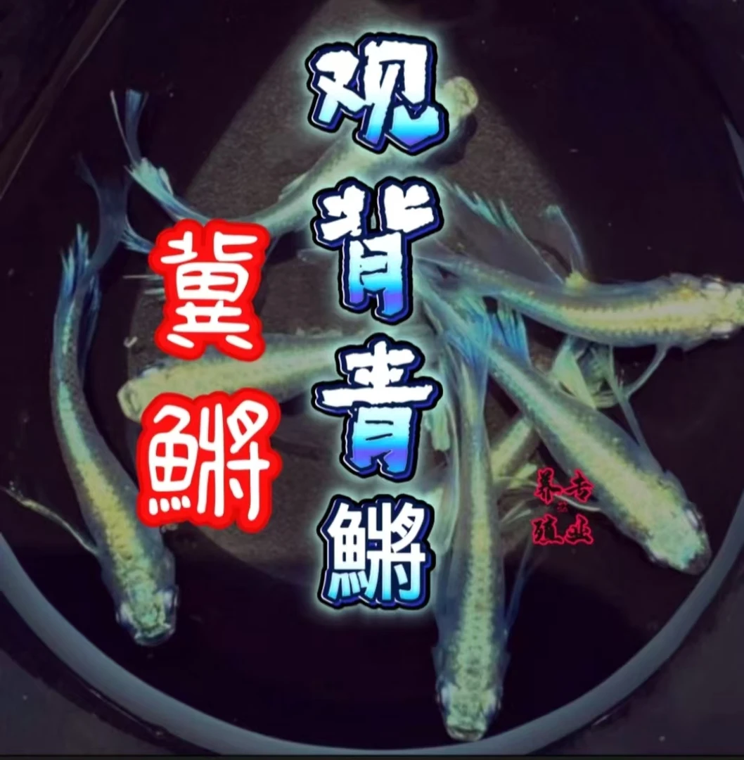 1米起拍直播间竞拍鱼