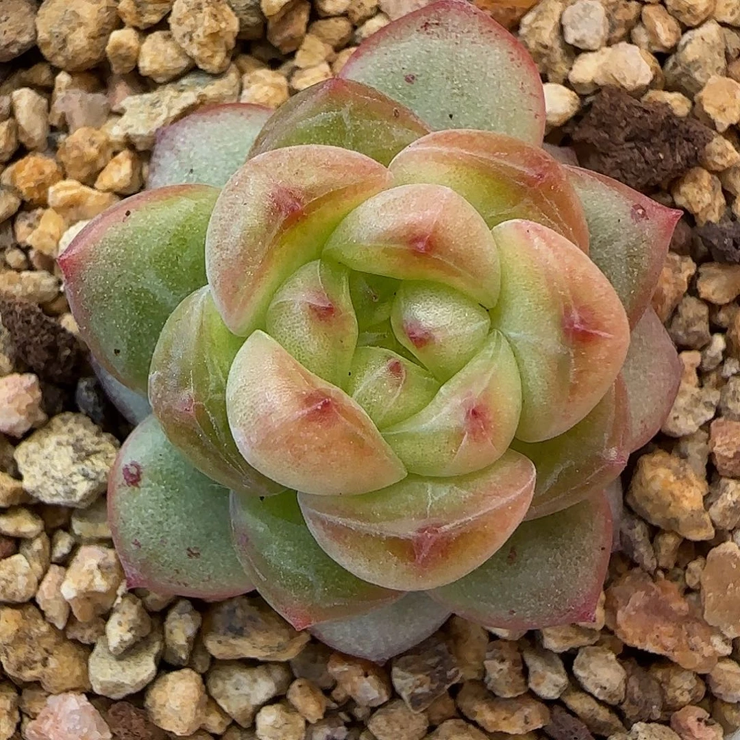 【满29包邮非偏远】253珍妮