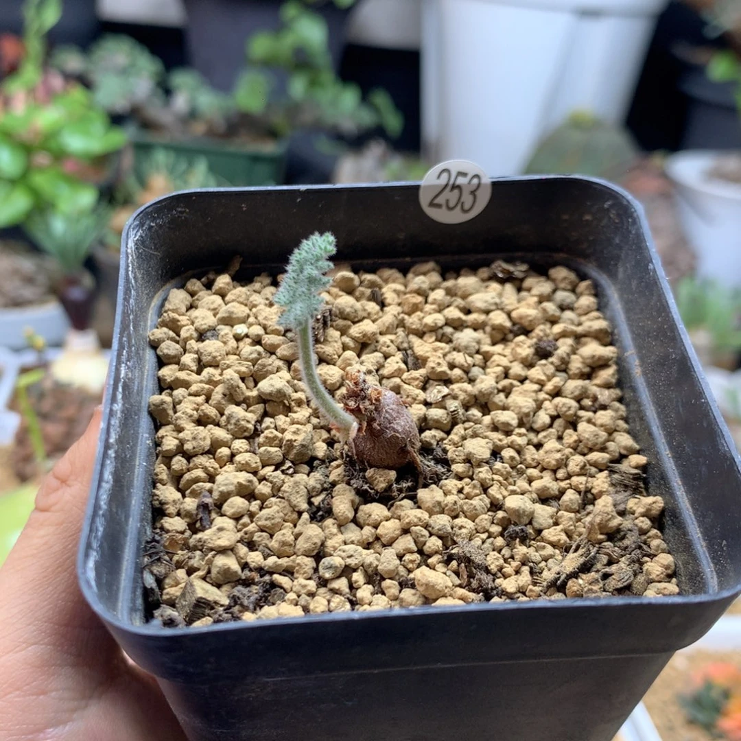 枯木杨葵带盆253多肉