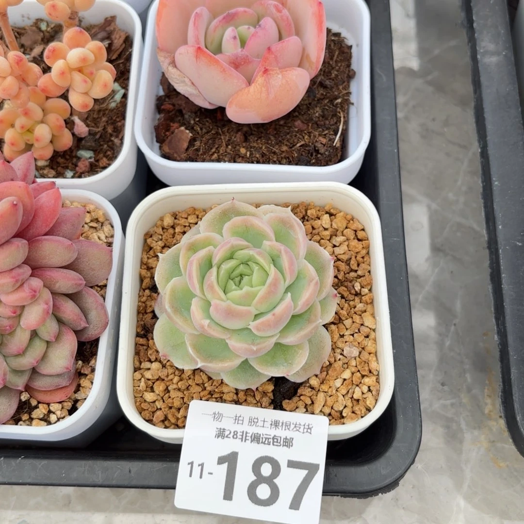 水晶虾饺单头多肉