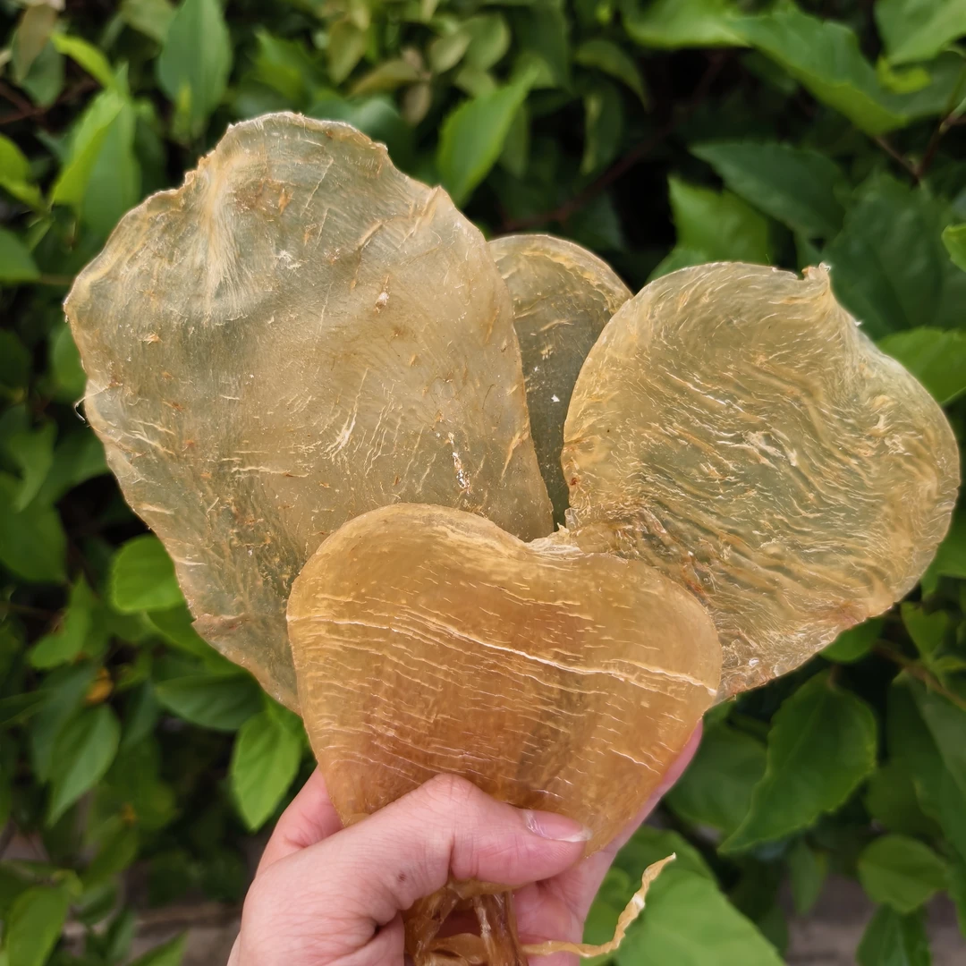 老缅斗胶22头花胶日常煲汤送礼好物好吃不贵没有腥味