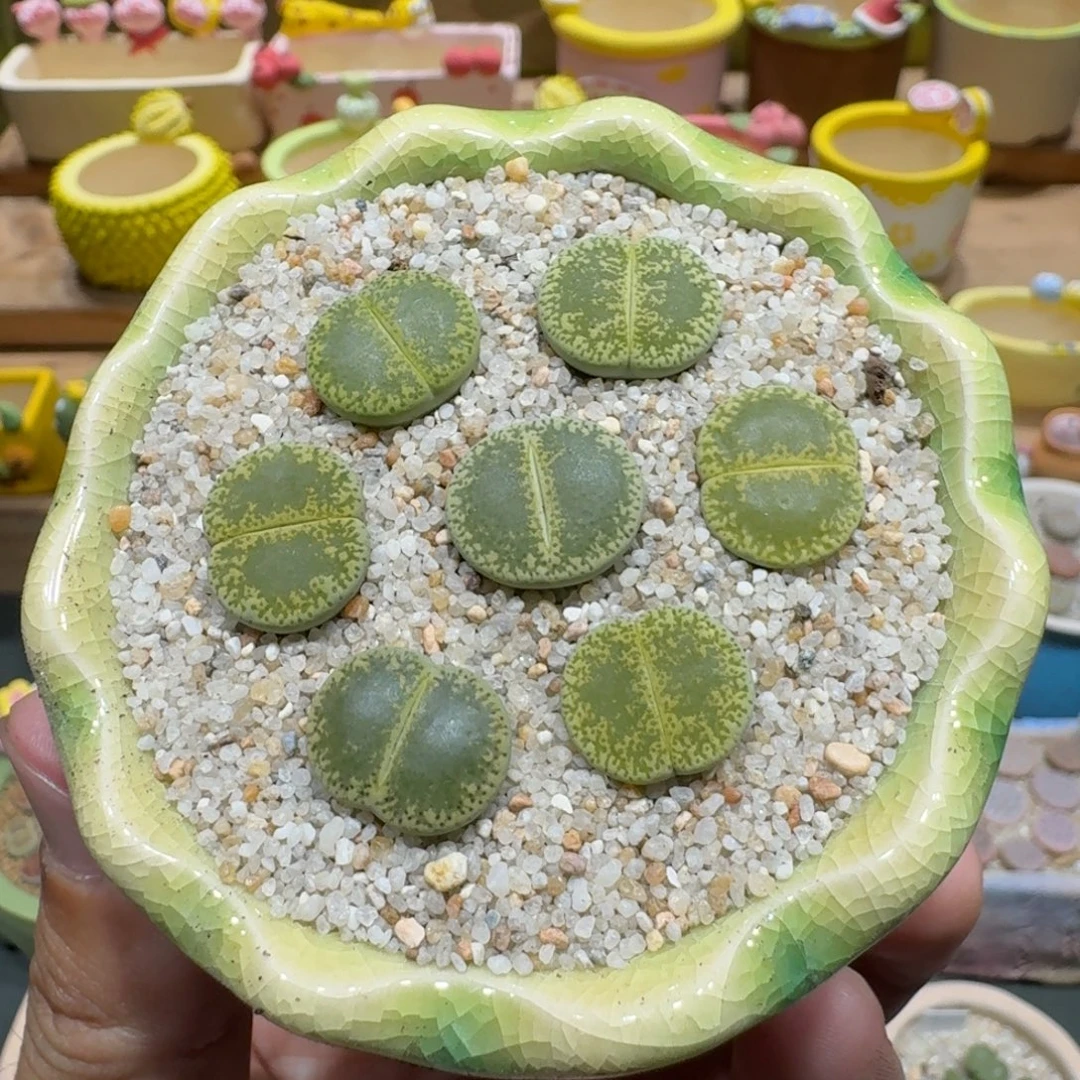 蘑菇1115绿宝石多肉植物