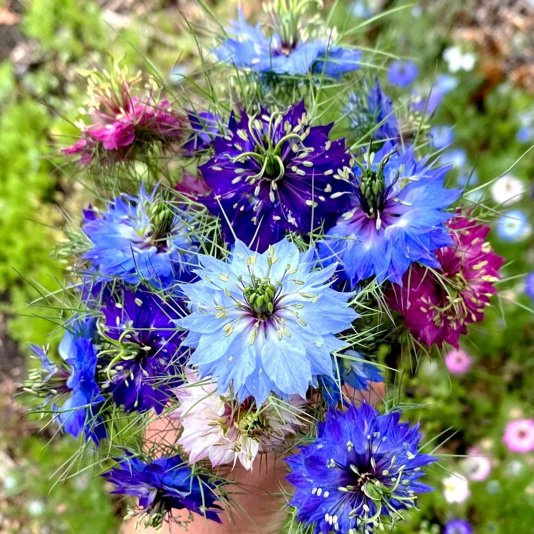 黑种草种子室外花籽四季播种混色花庭院小区景观绿化园艺花卉易种