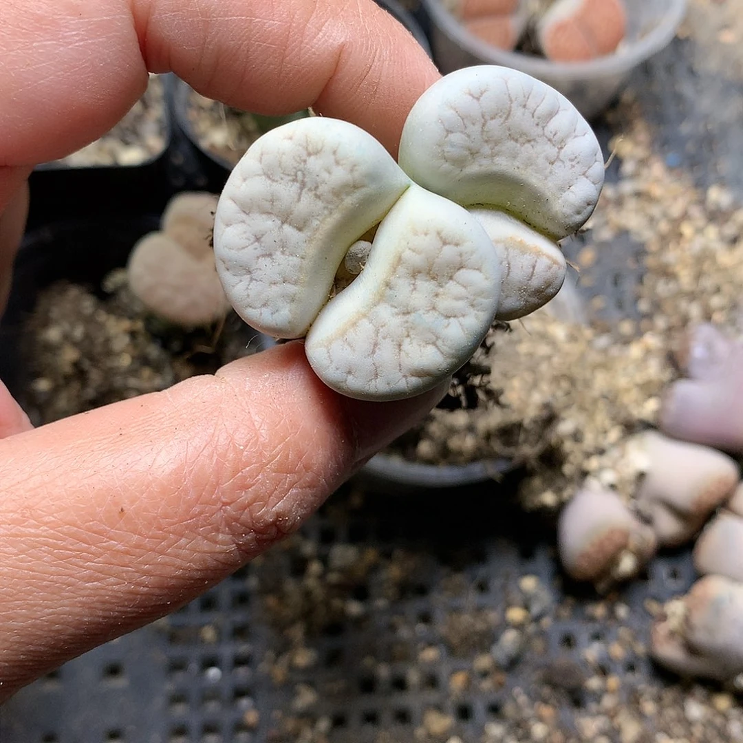 D467多肉植物保护