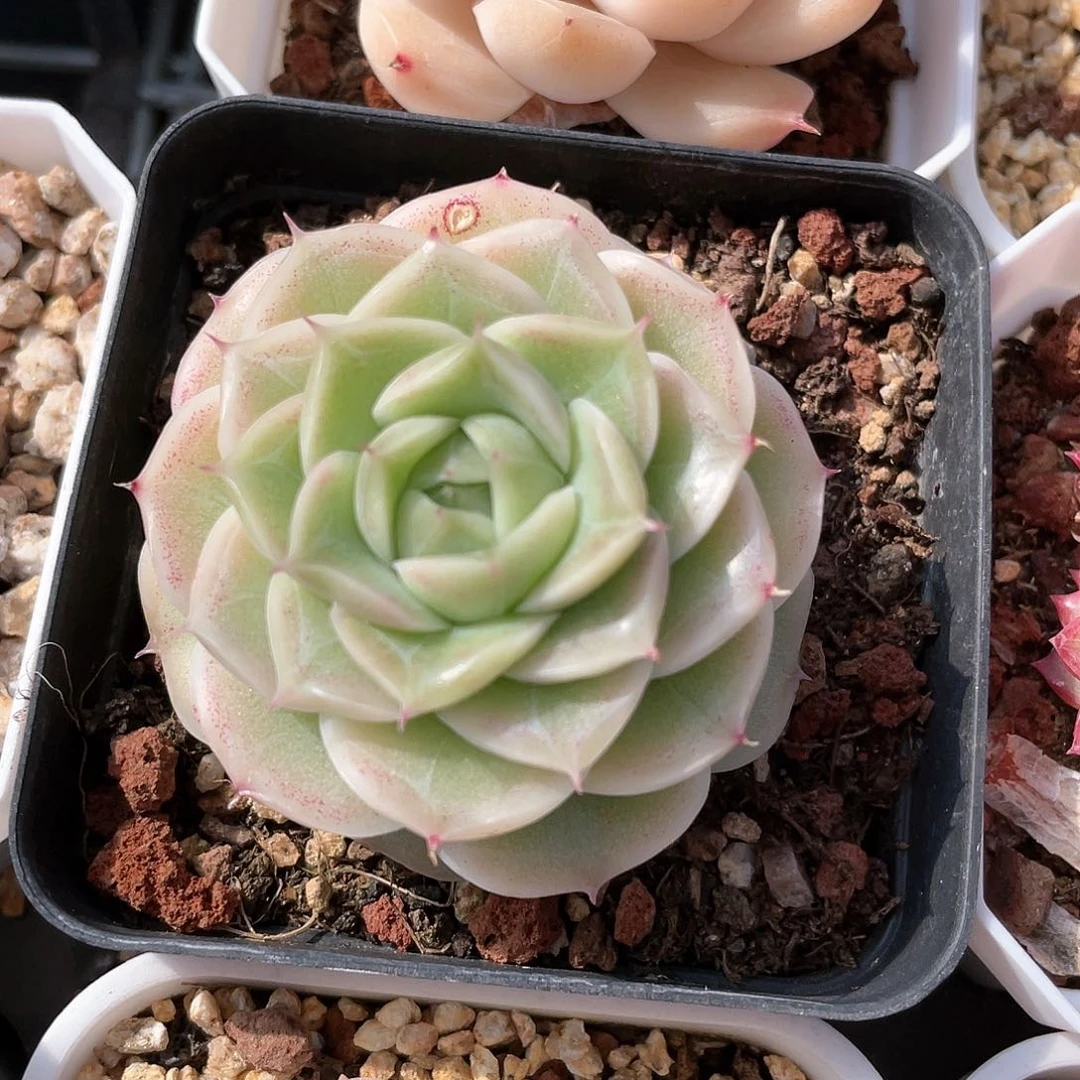 优选女王62号9014