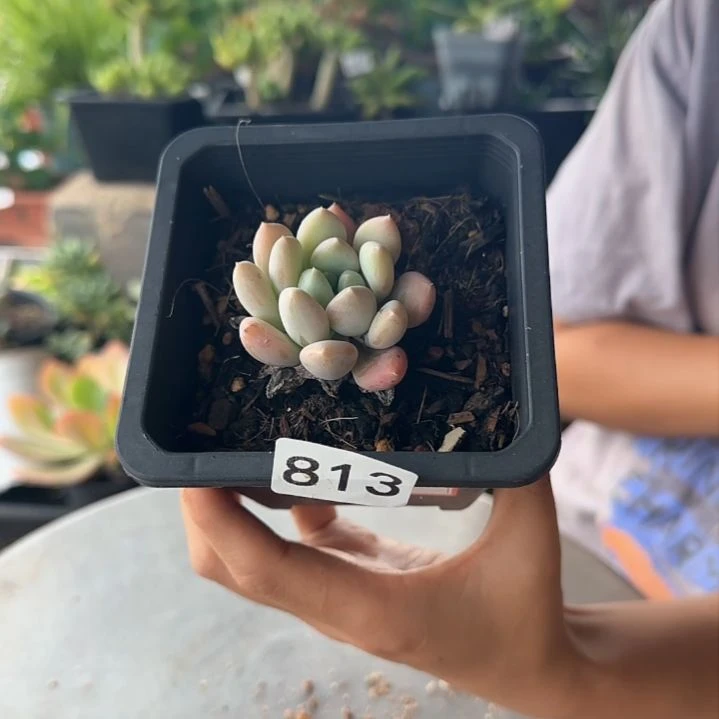 813号 一物一拍 一物一拍.