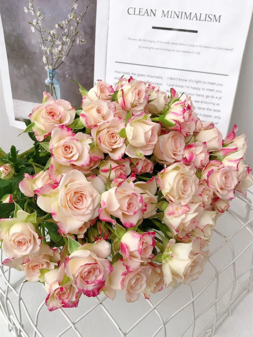 折射泡泡 云南鲜花 批发拿货 基地花材 一单包邮昆明基地直发