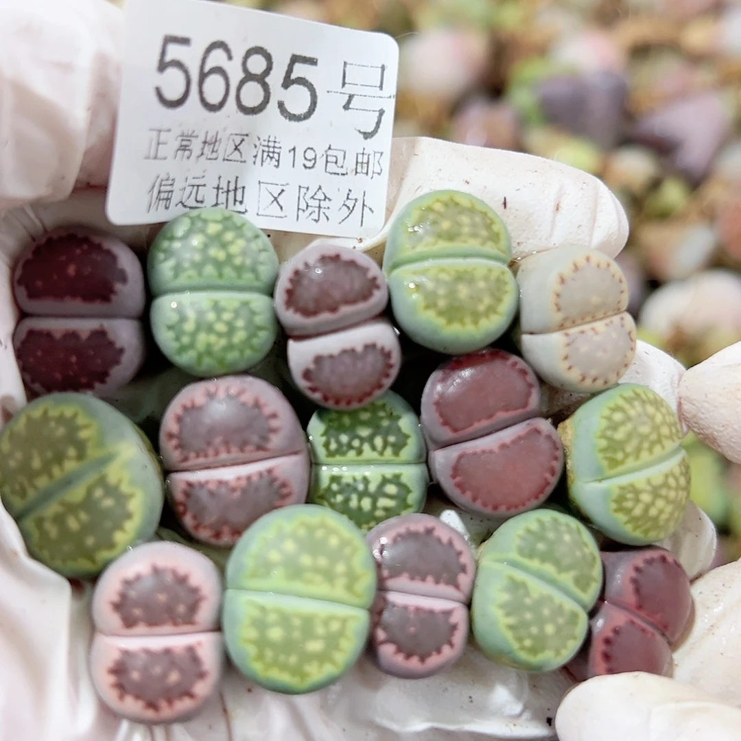 5685四年彩饼干15个1.5cm左右