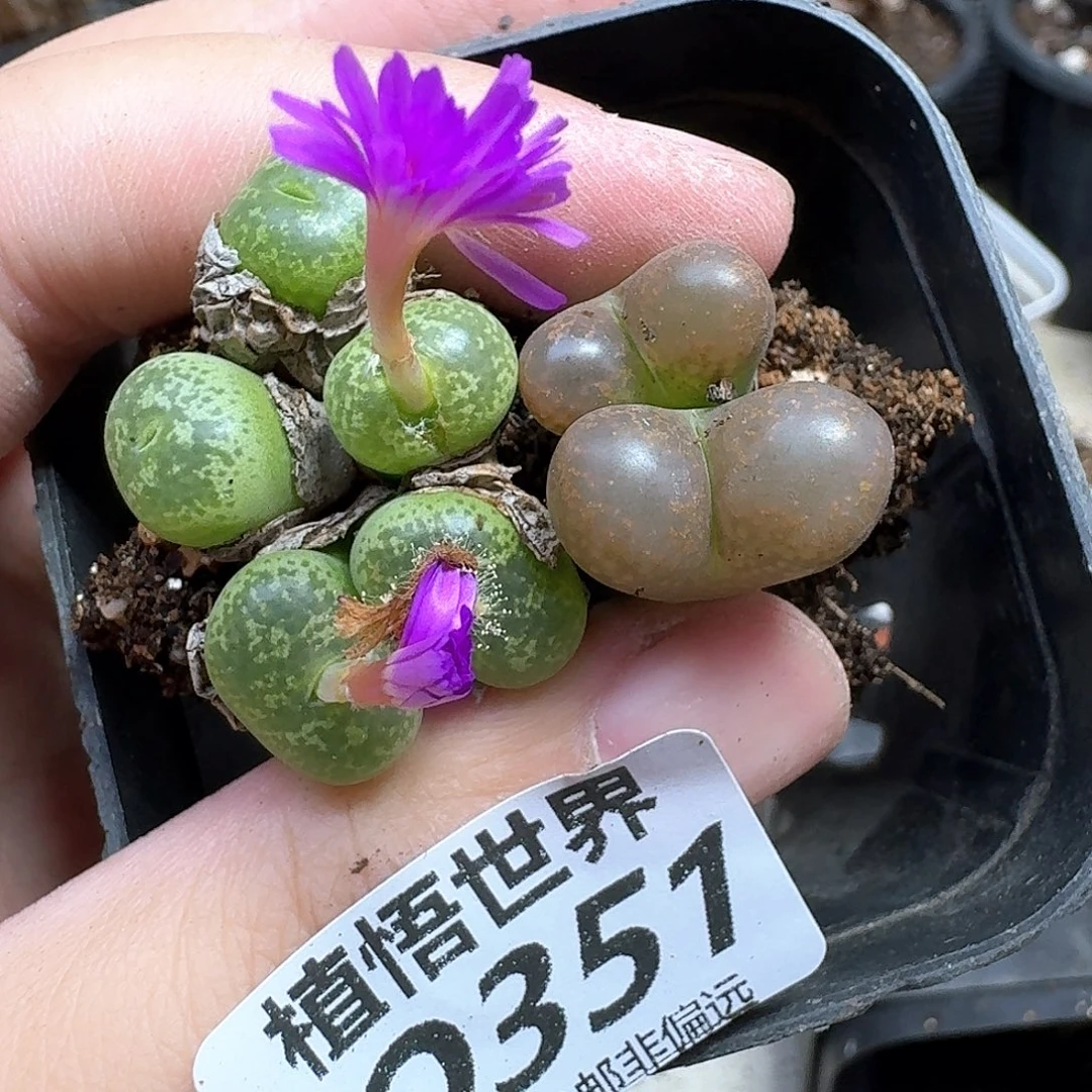 多肉植物的人生法gh