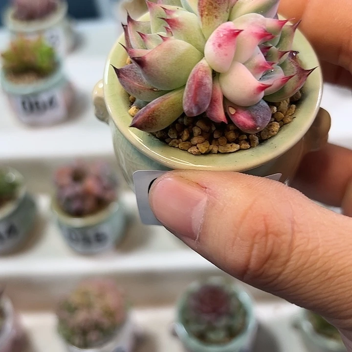 029吉娃娃半锦 一物一拍