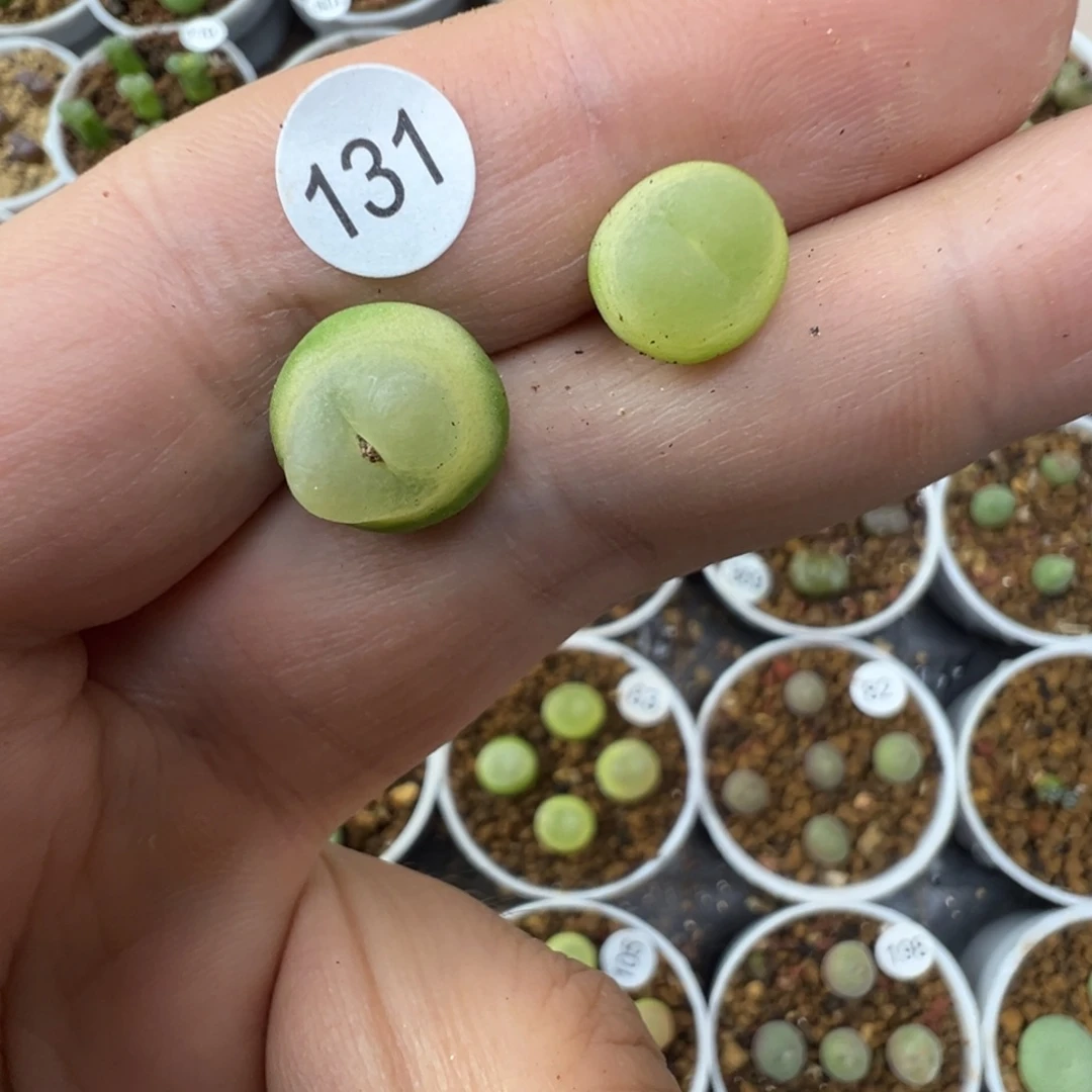 福***」拉登两颗脱土1310000