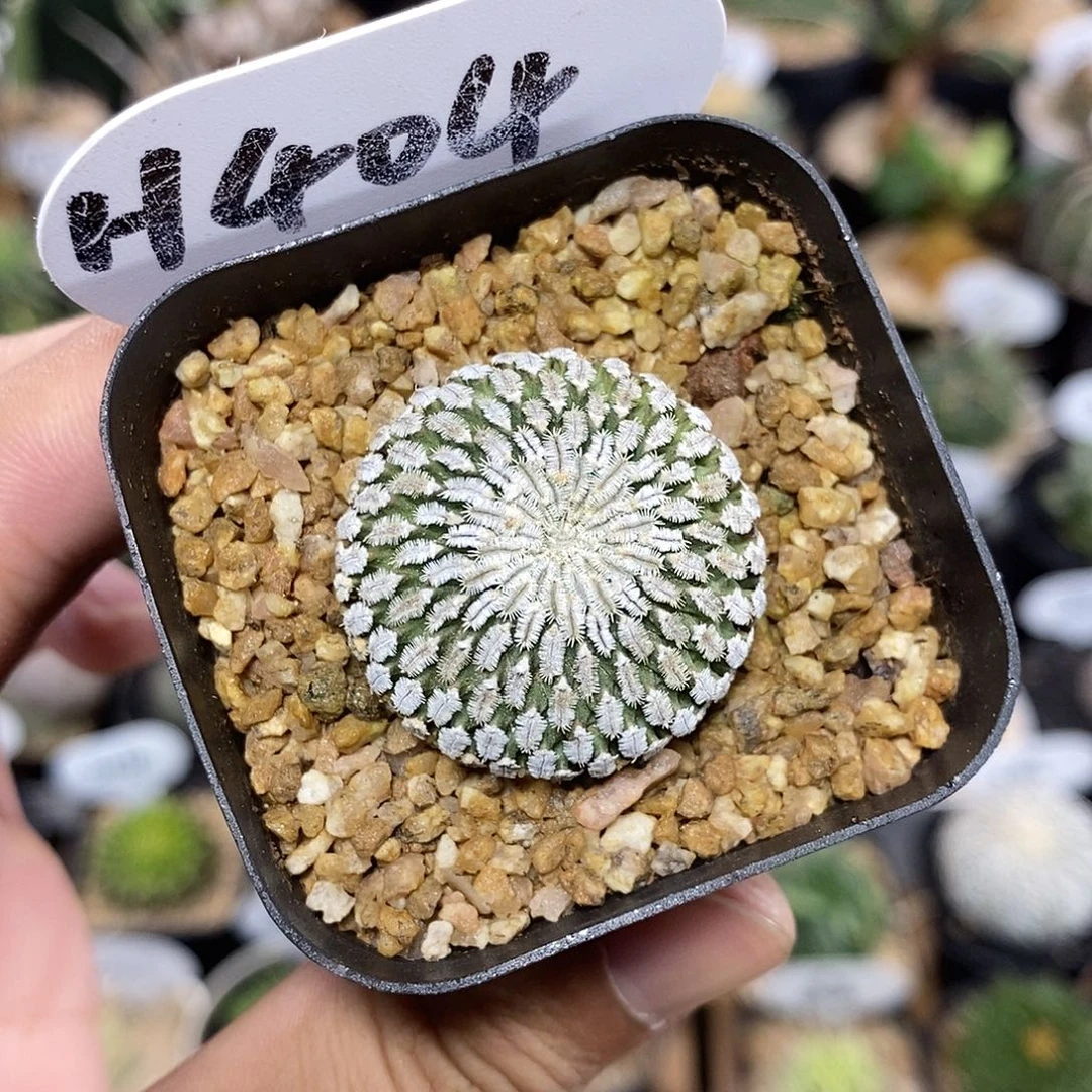 精巧殿404号 3cm