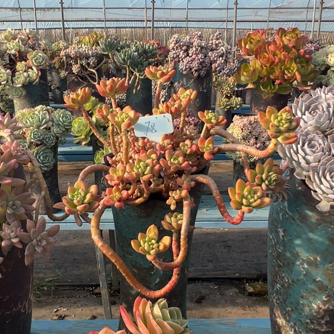 精品香格里拉妖桩 裸肉