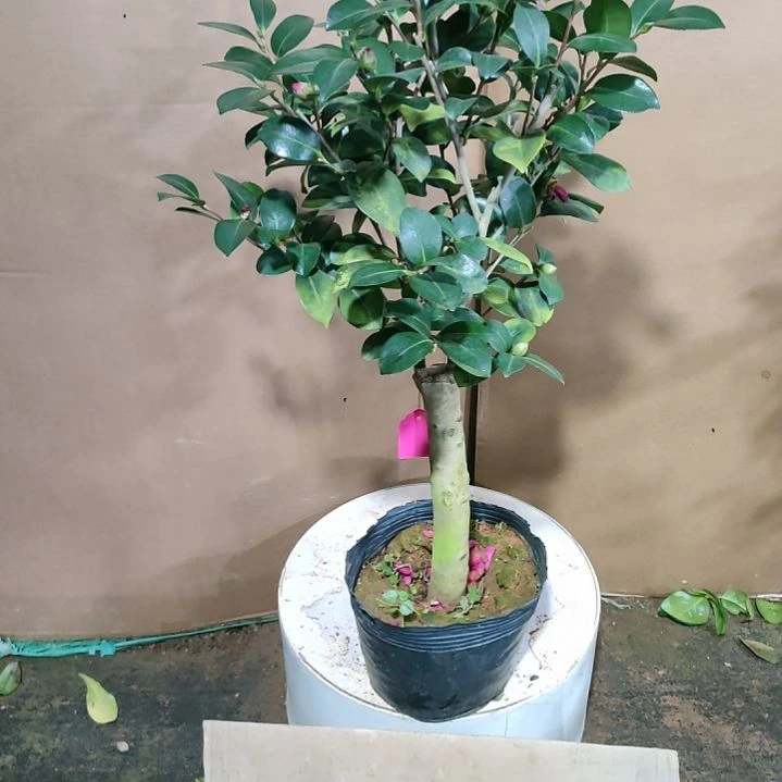 350财神，原盆原土发货，不包邮