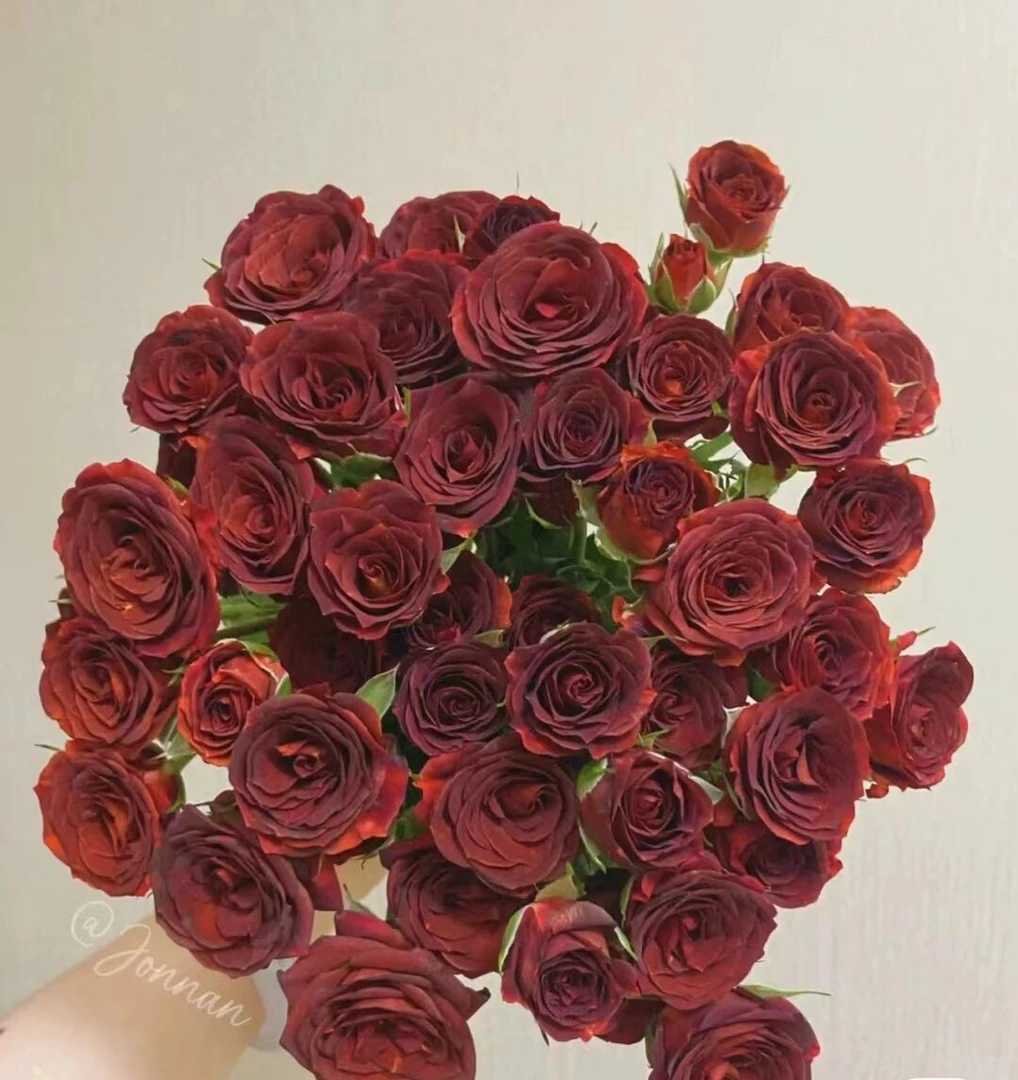 【巧克力】多头玫瑰   一单顺丰冷链包邮 同一地址任意两单升级空运