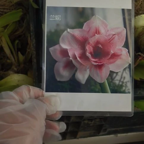 当前无花栽培后可以开花兰尼5厘米裸根球