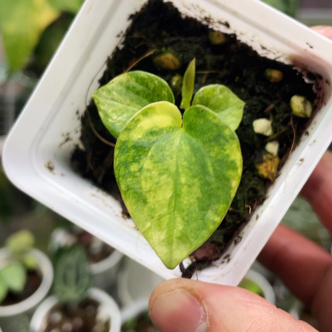 完全开放papi锦自交