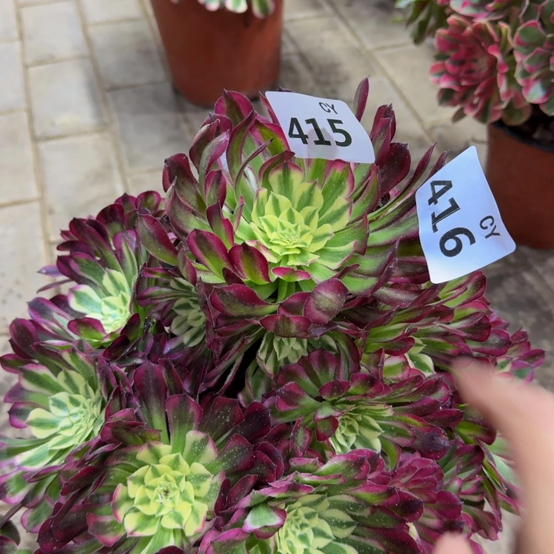 合***司多肉植物415416变异。  寄养