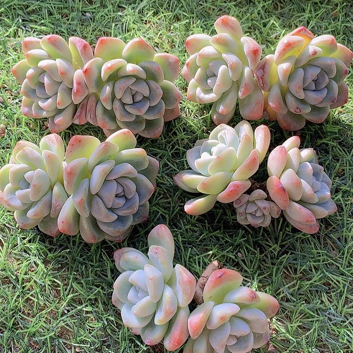 一物一拍，福利粗腿老庄冰玉双头5颗