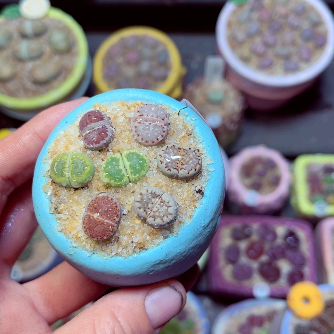 316生石花带盆发1