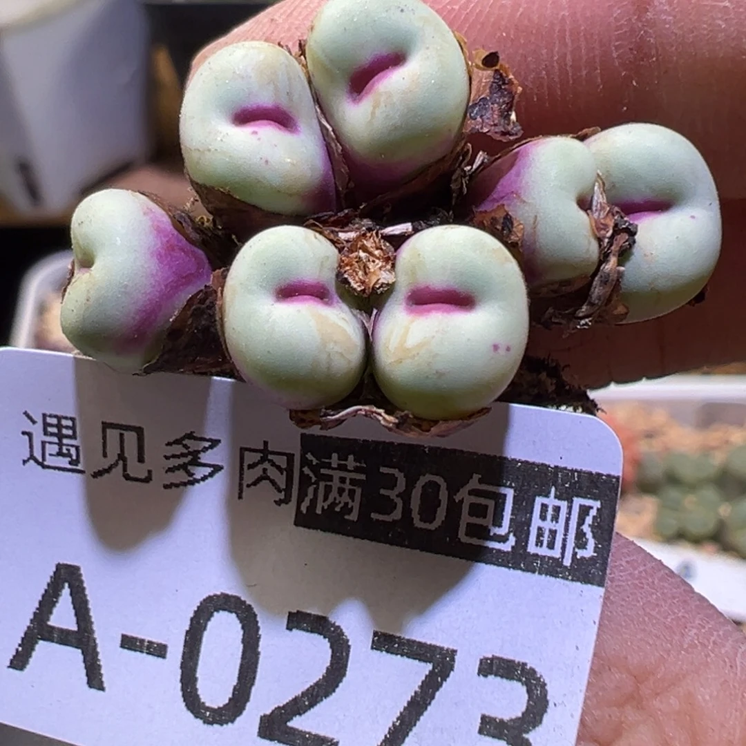 多肉植物111111111111111