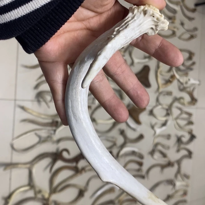 星***星专拍的专拍的专拍