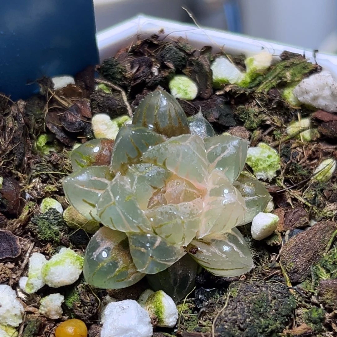 恭喜发财大吉大利565绯桃