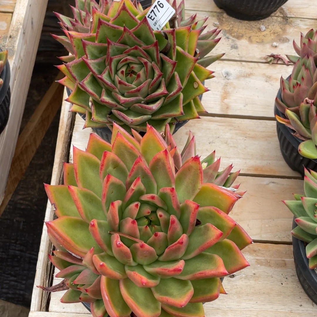 无花朵若如东云组拍E776