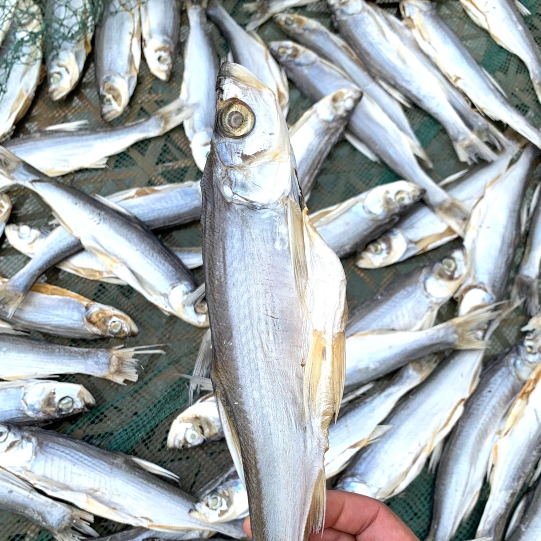 江苏常州【中国青虾第一镇】社渚村民自晒刁子鱼干长寿之乡