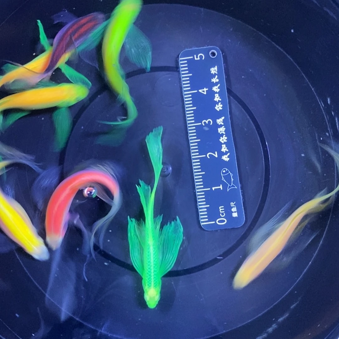 斑马鱼蝶翼斑马4-5厘米8送一