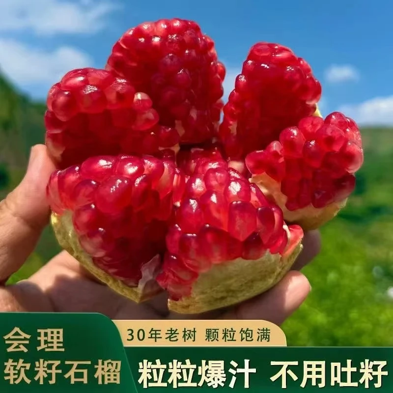 【家乡的时光】四川会理突尼斯软籽石榴新鲜水果应季采摘现货现发
