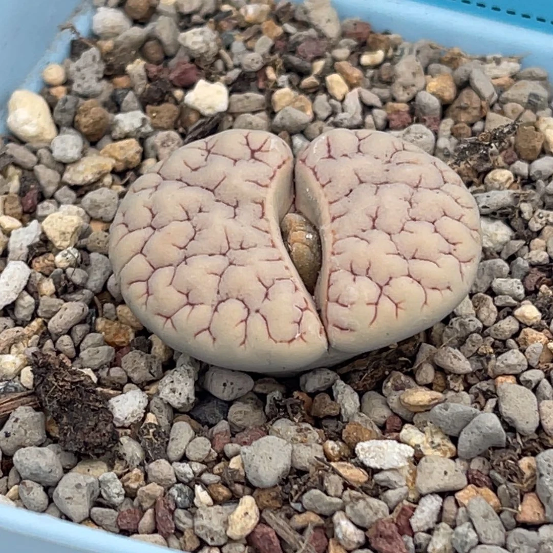 2708凹凸189一颗。