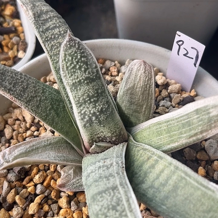 927脱土发货111111111