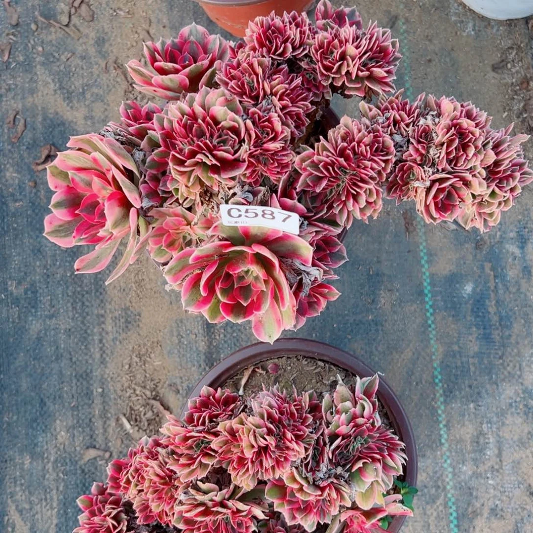 587粉女巫缀化多肉植物法师