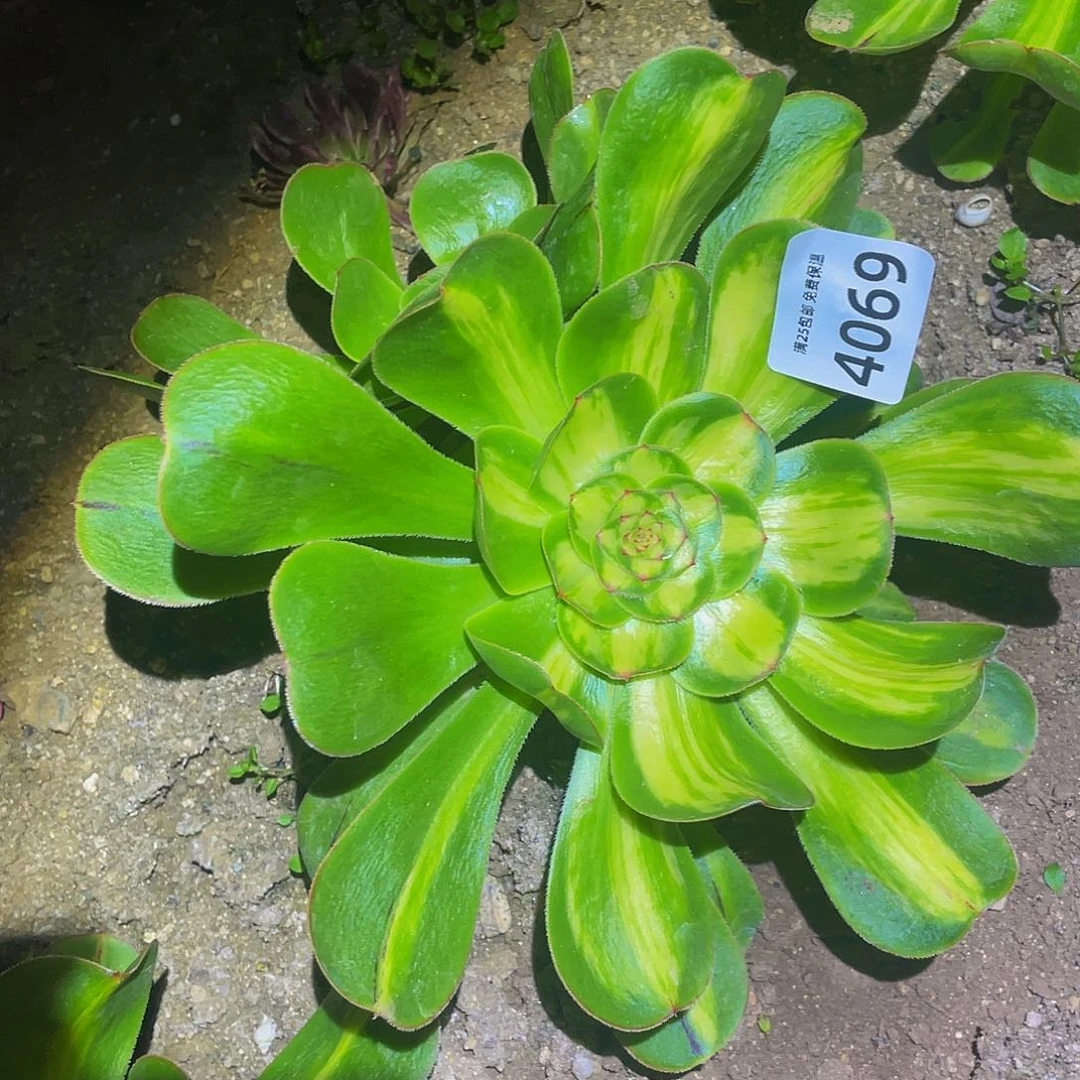 4069暴君双头多肉植物