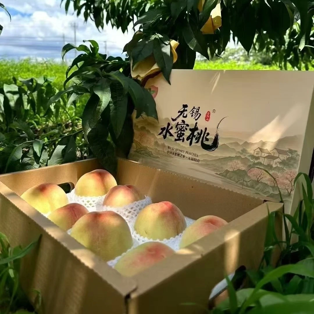 5-4两湖景蜜露尝鲜正宗阳山水蜜桃新鲜现采现发香甜桃子礼盒装