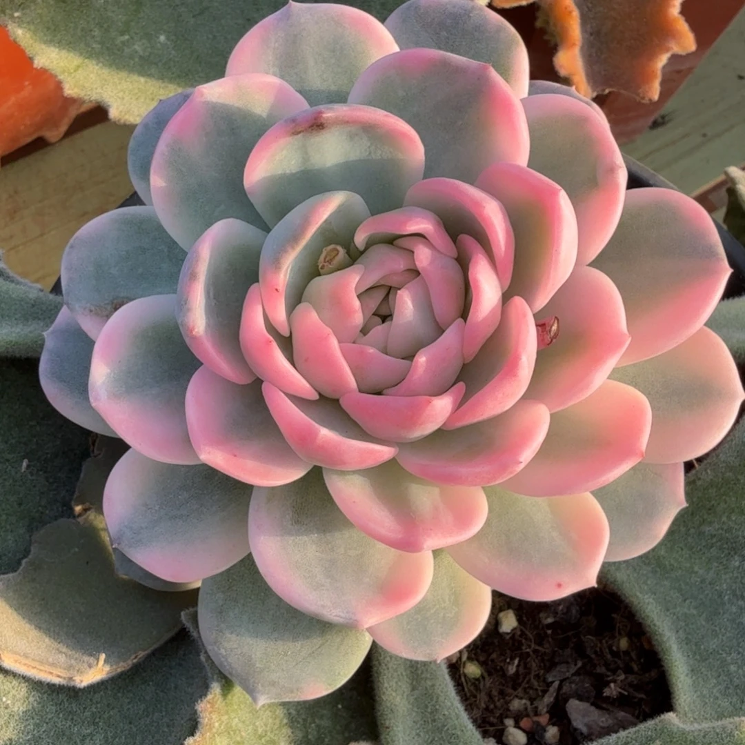 新品肉肉锦上园艺一物一拍