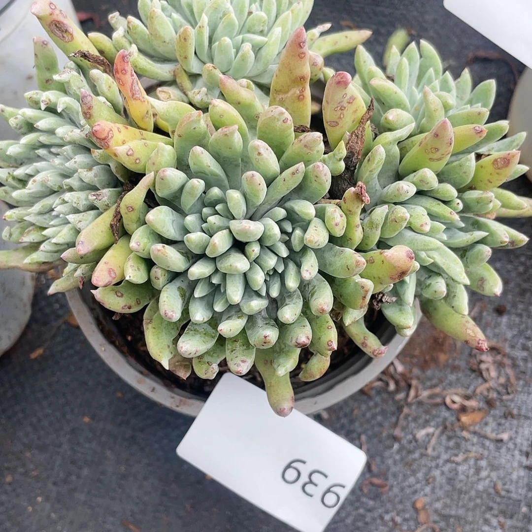 法瑞杂交老桩939
