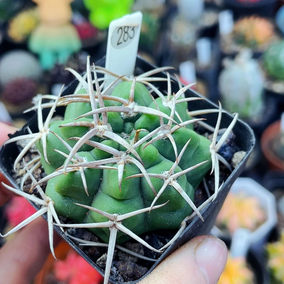 非偏远地区满25包邮仙人球