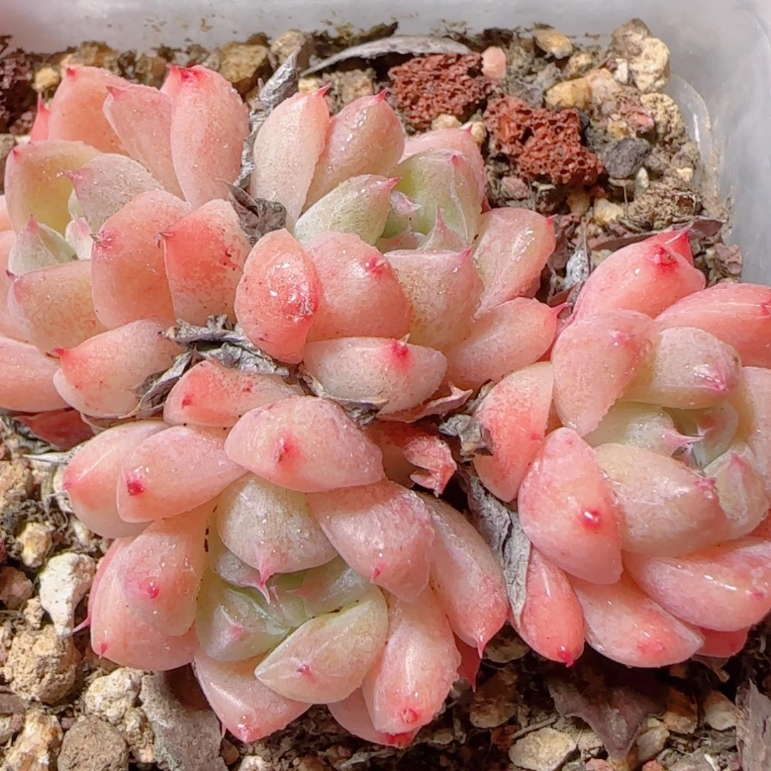 花语多肉1206-14白雪公主