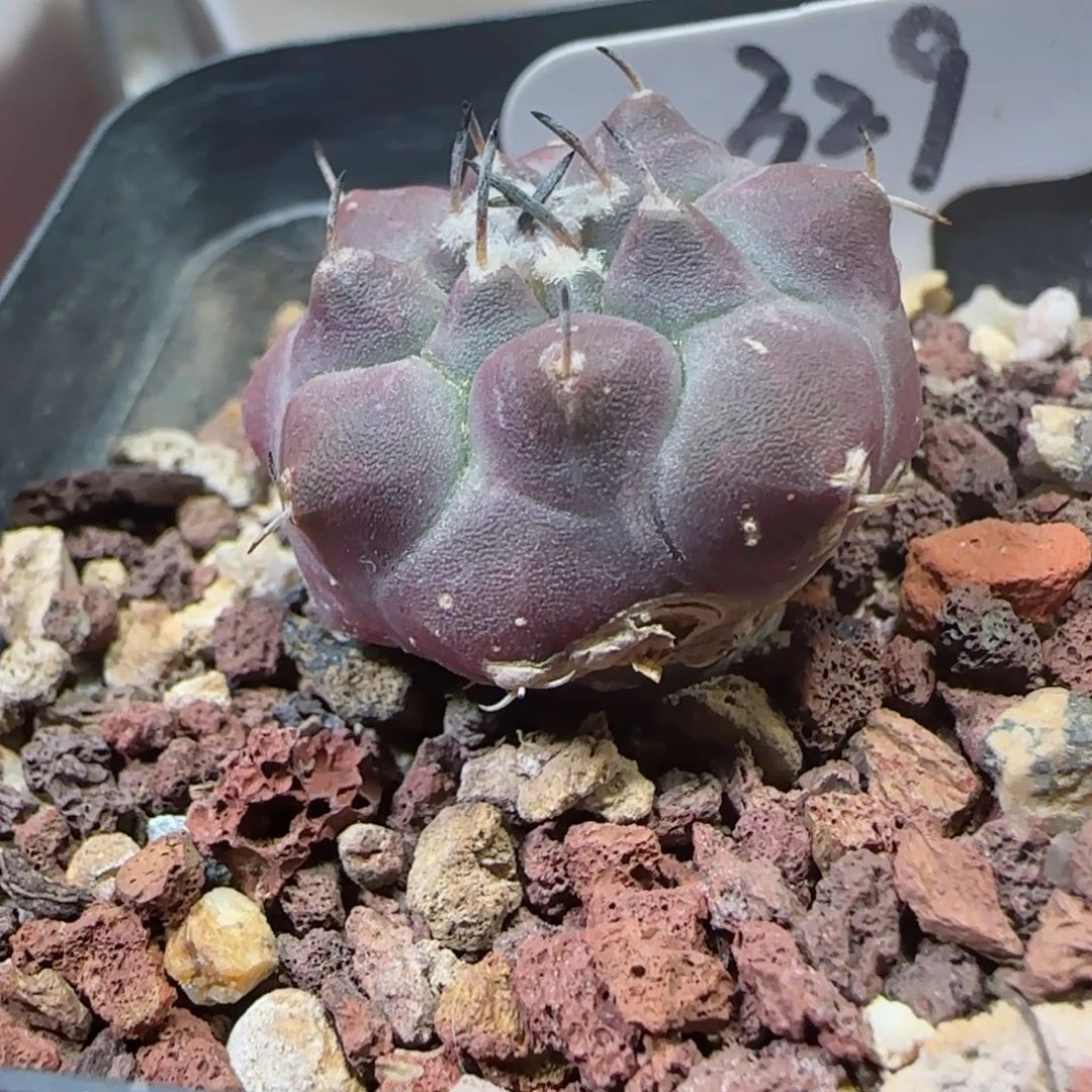 329实生微瑕冬云多肉0000