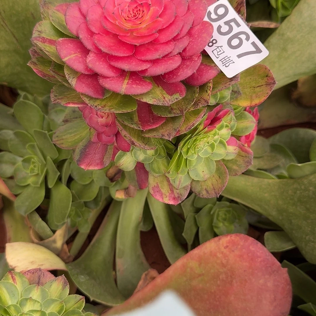 567 知否捧花多肉植物无根